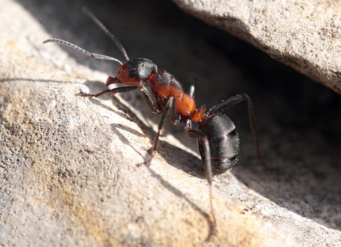 Formica pratensis